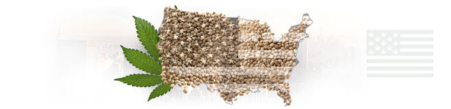 Top 10 US Cannabis Strains