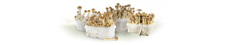 Kit Per La Coltivazione Di Funghi Allucinogeni