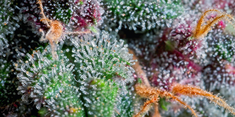 What Trichomes Look Like When They're Ready