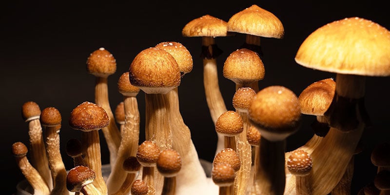 Cultivating Psilocybe Cubensis