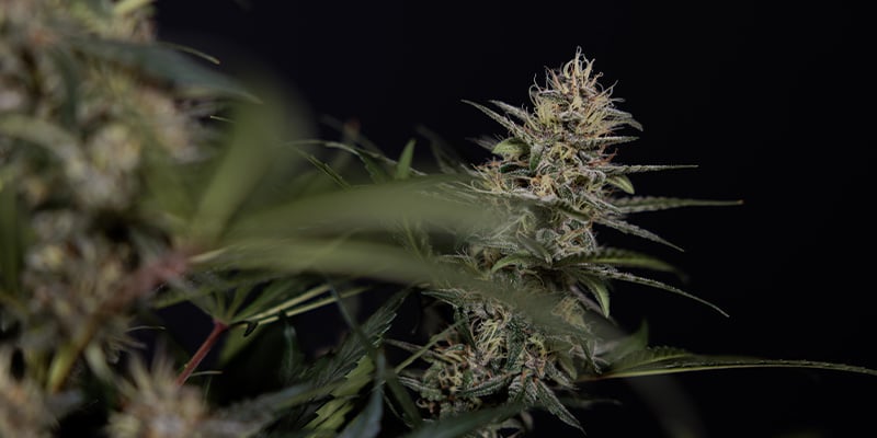 Flowering phase (weeks 5–10+) Flowering phase (weeks 5–10+)