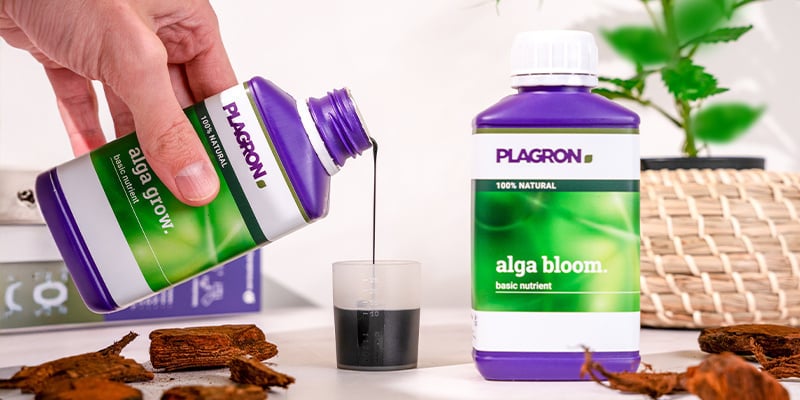 Vegetative phase (weeks 2–5) Vegetative phase (weeks 2–5)