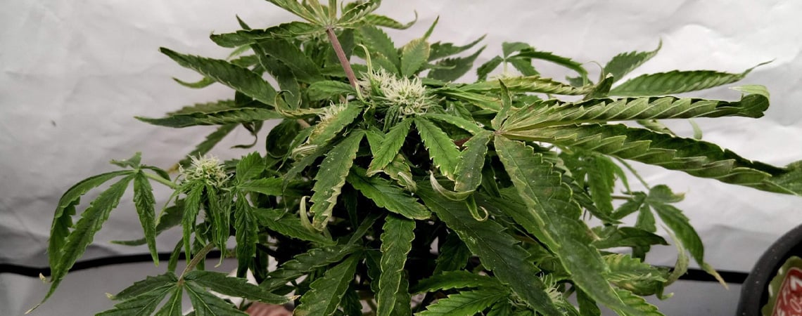 Fixing upward curling of cannabis leaves Fixing upward curling of cannabis leaves