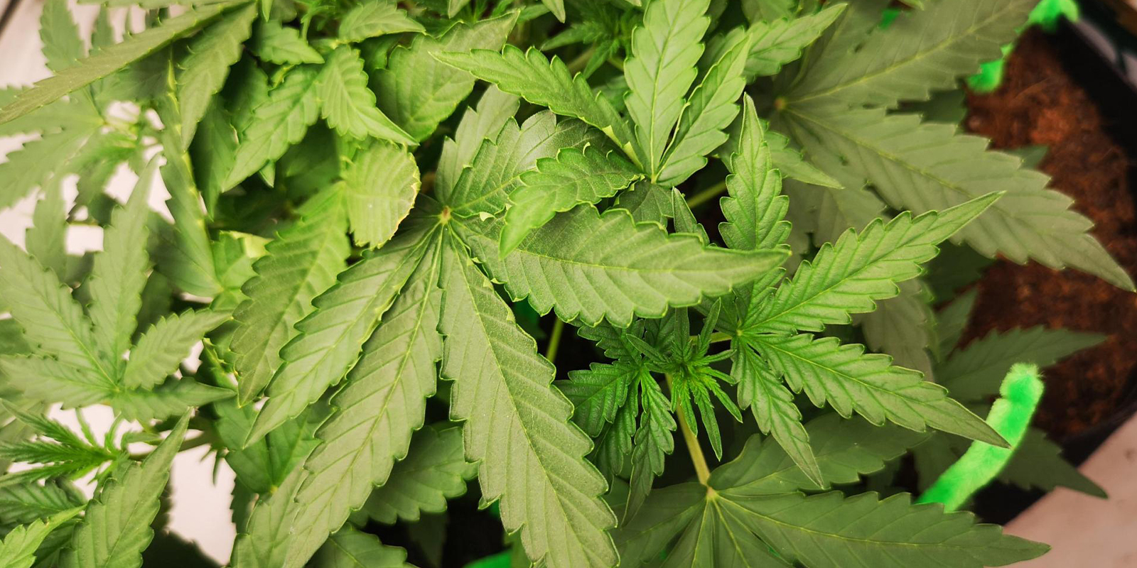 Leaves curling up? Time to straighten things out Leaves curling up? Time to straighten things out