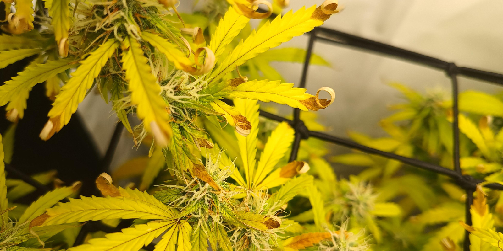 Light stress / heat burn Light stress / heat burn