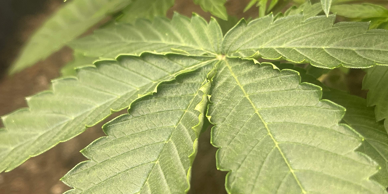 Low humidity or high VPD Low humidity or high VPD