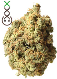 AK-47 ASmsterdam Genetics