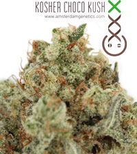 Kosher Choco Kush