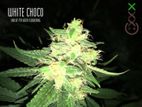 White Choco Amsterdam Genetics