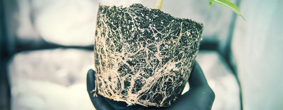 ROOT STRESS AND DAMAGE