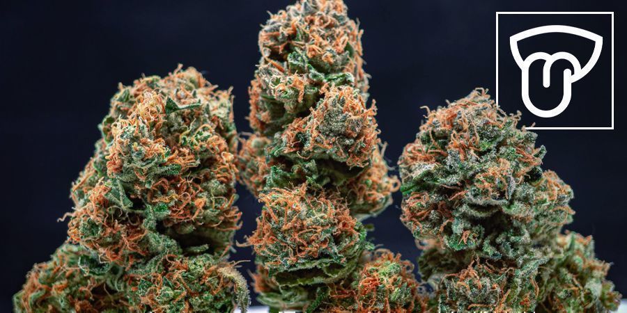 Indoor vs Outdoor Grown Cannabis: Flavour
