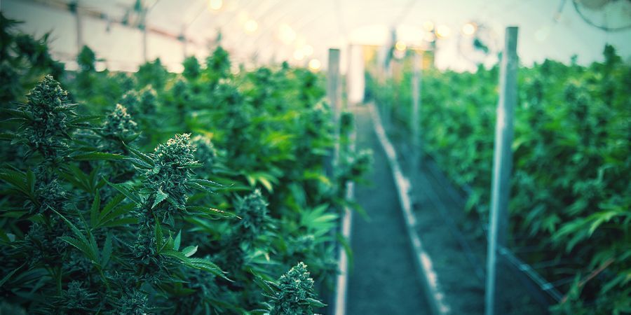 HOW TO GROW ORGANIC CANNABIS INDOORS