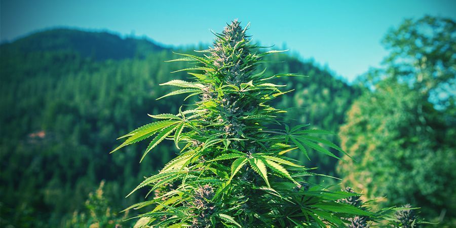 HOW TO GROW ORGANIC CANNABIS OUTDOORS