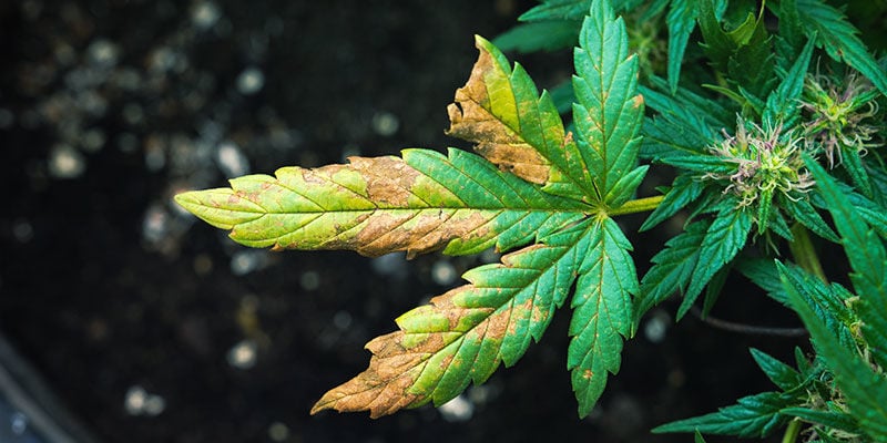 4 Ways To Measure Weed Without Scales - Zamnesia Blog