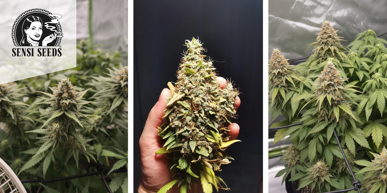 1. Hindu Kush (Sensi Seeds)