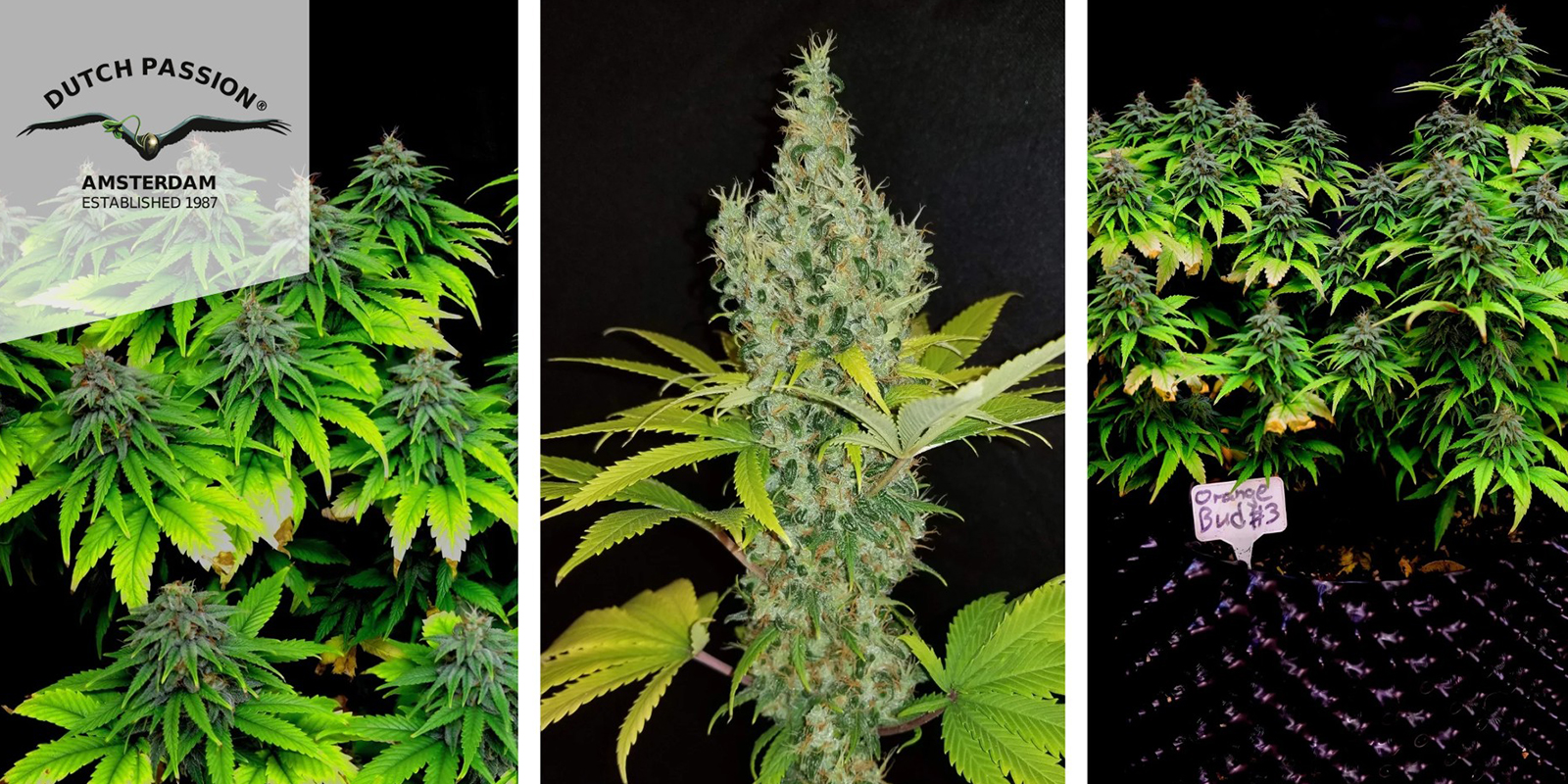 5. Orange Bud (Dutch Passion)