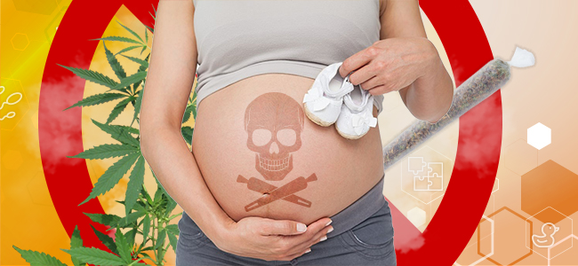 HEALTH CONCERNS RAISED BY USING CANNABIS DURING PREGNANCY