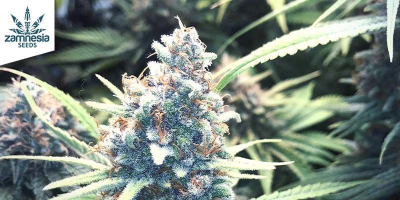 The Duration And Different Levels Of A Weed High - Zamnesia Blog