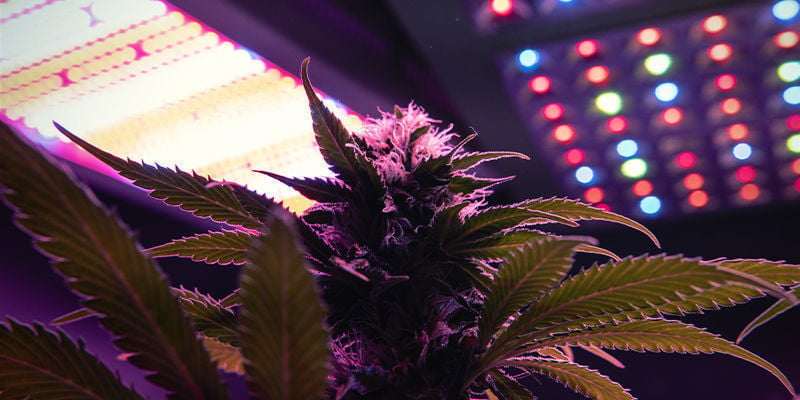 stressende embargo oprindelse Using LED Grow Lights To Maximise Cannabis Yields - Zamnesia Blog