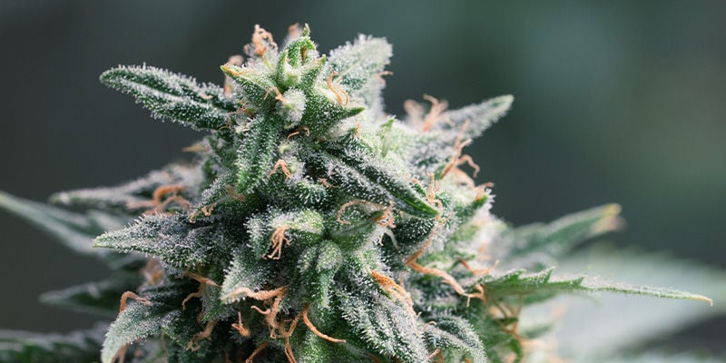 What Is the Best Haze Strain?