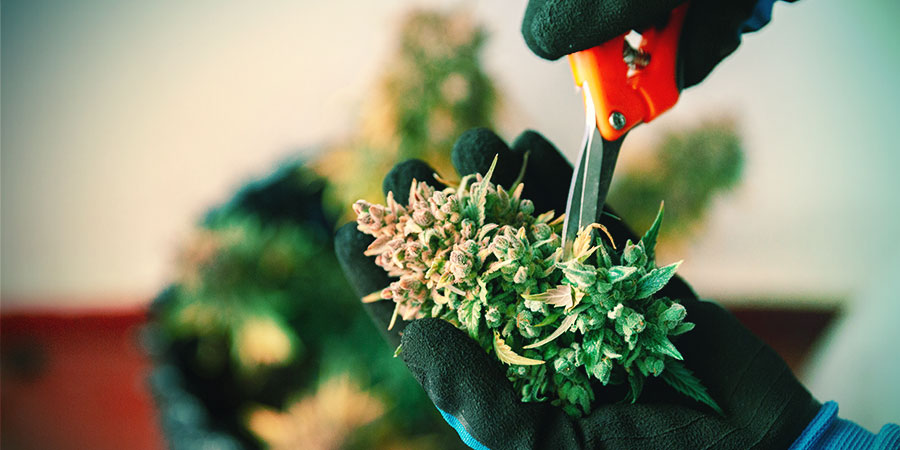 Harvesting, Drying And Curing