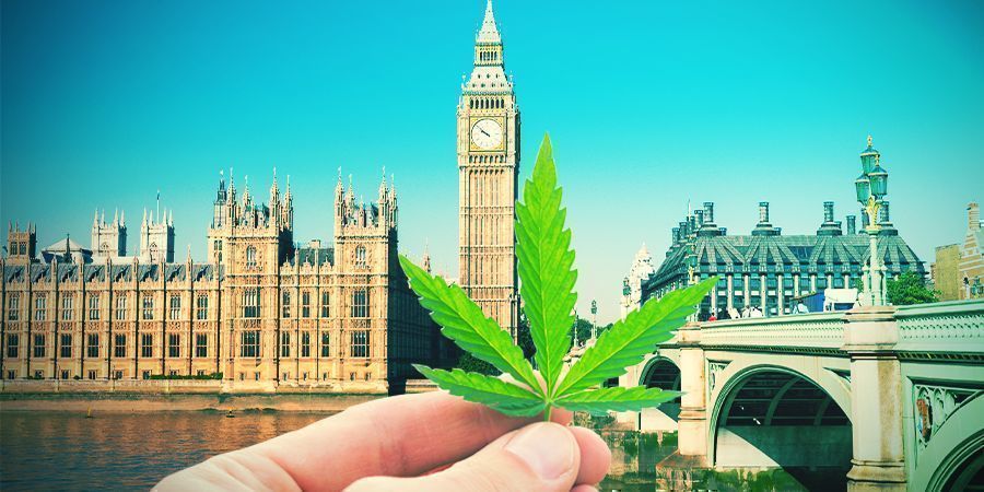 Growing Cannabis In The British Climate