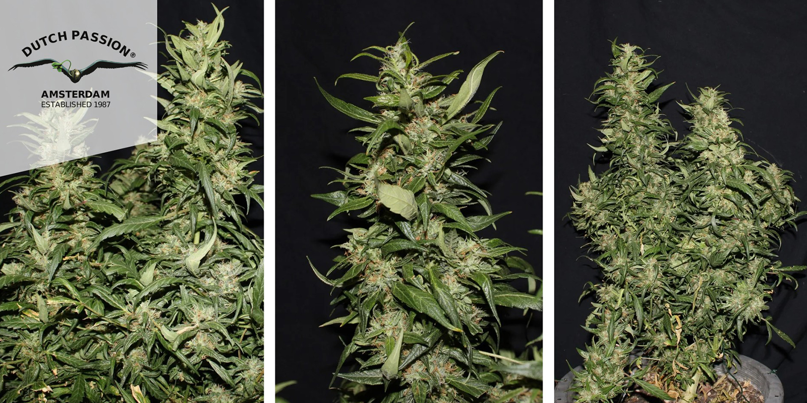 Hollands Hope (Dutch Passion) feminized