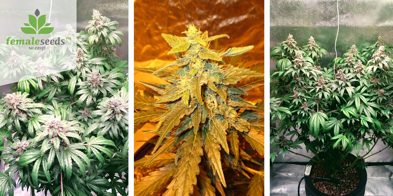 Purple Maroc (Female Seeds) feminized