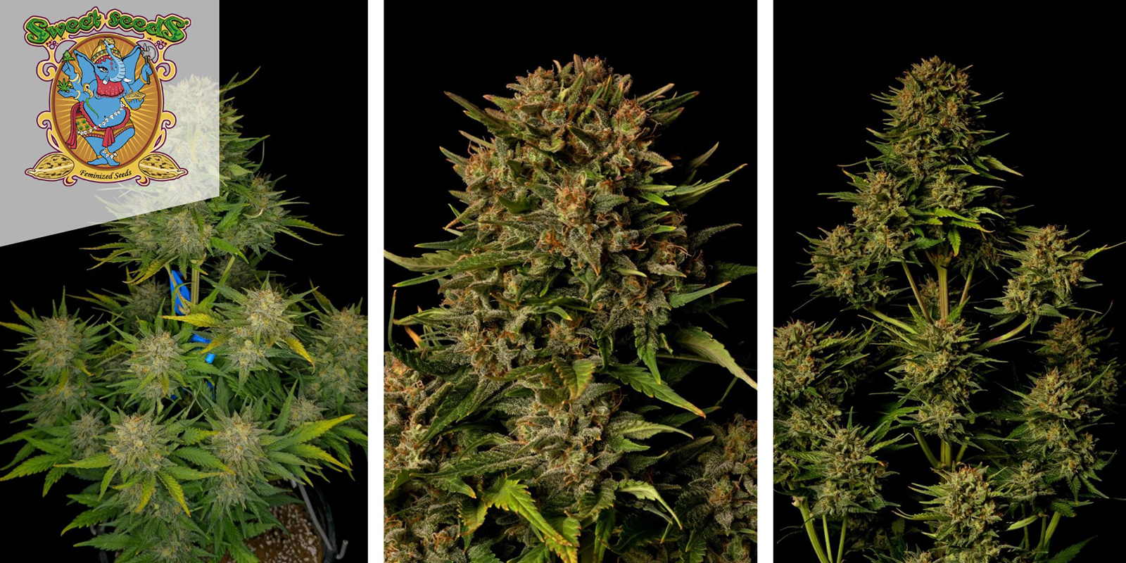 Sweet Skunk Auto (Sweet Seeds) feminized