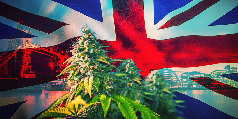 How To Choose The Right Cannabis Strains UK
