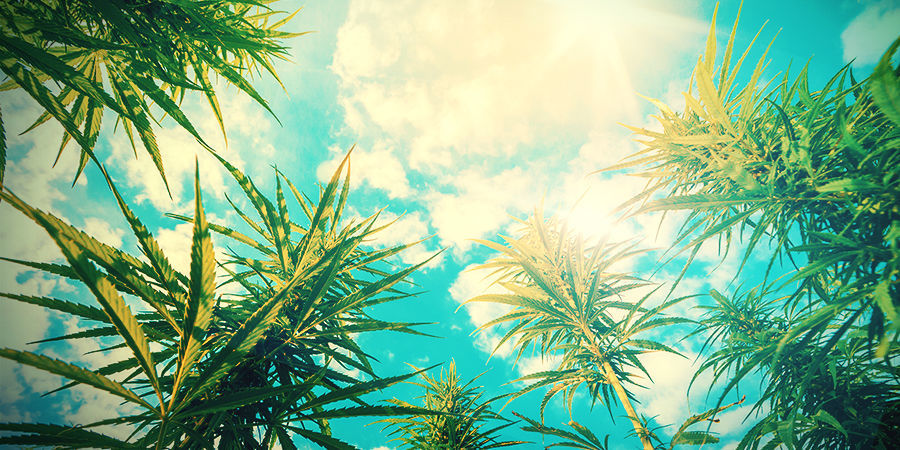 GROWING CANNABIS - MAXIMISE SUN EXPOSURE