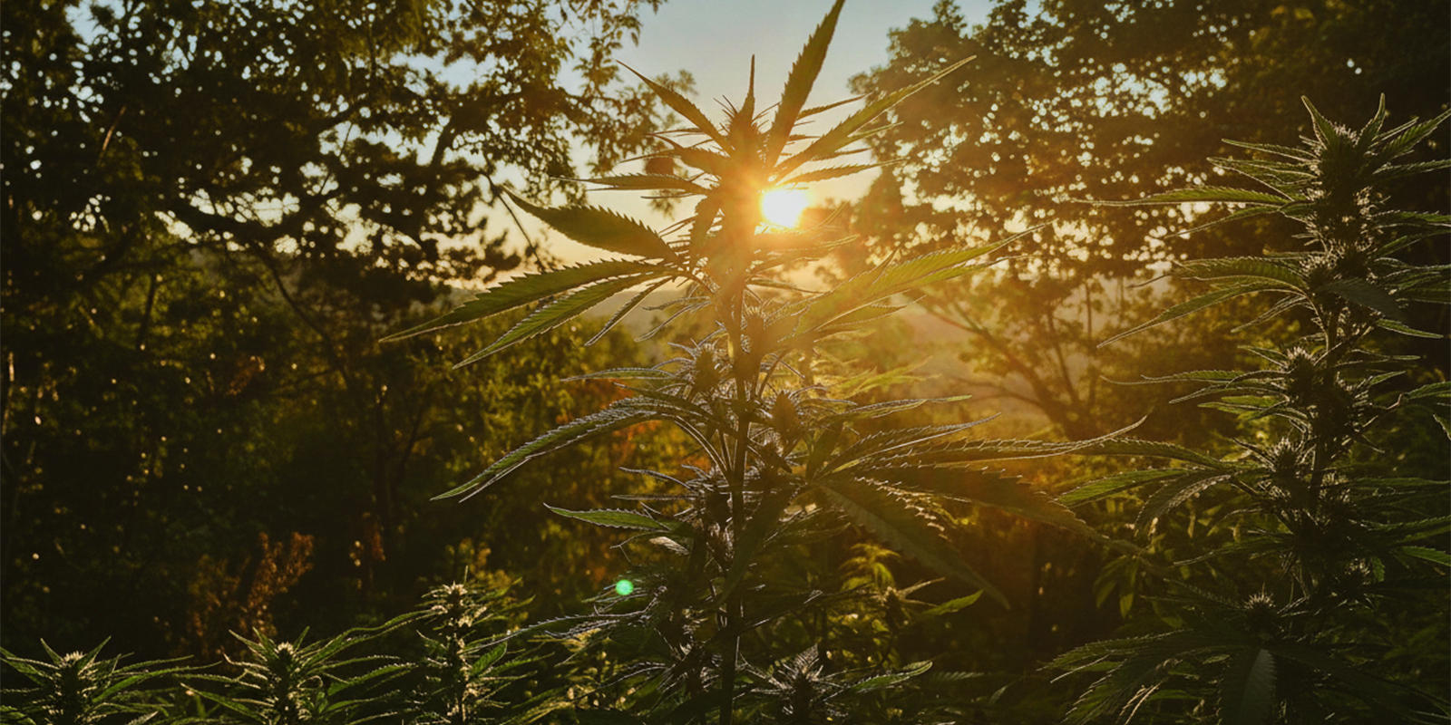 A reliable starting point for outdoor growing in Germany