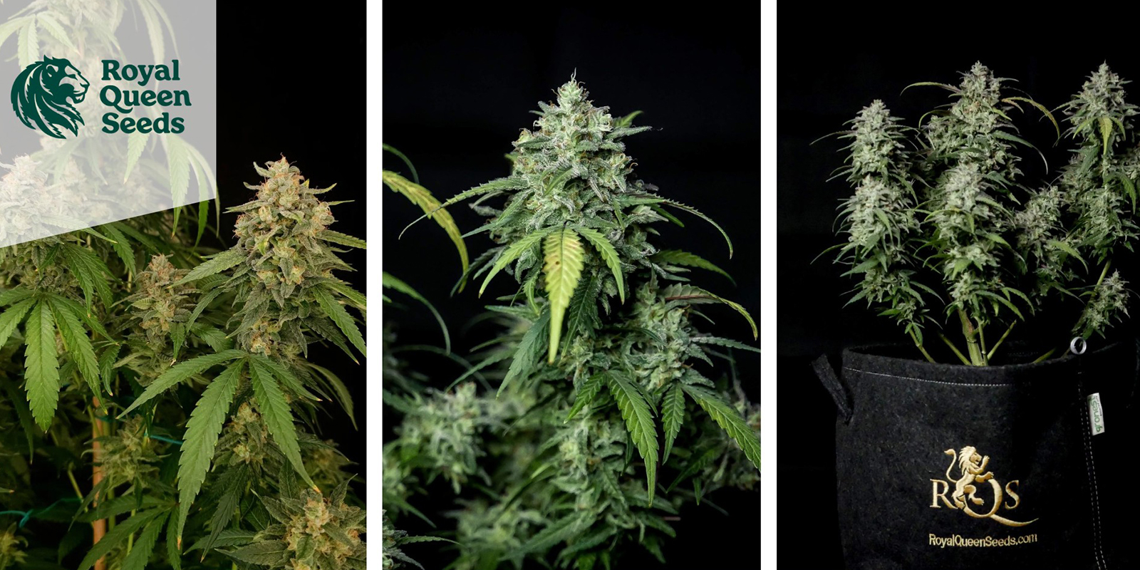 Special Queen 1 (Royal Queen Seeds)
