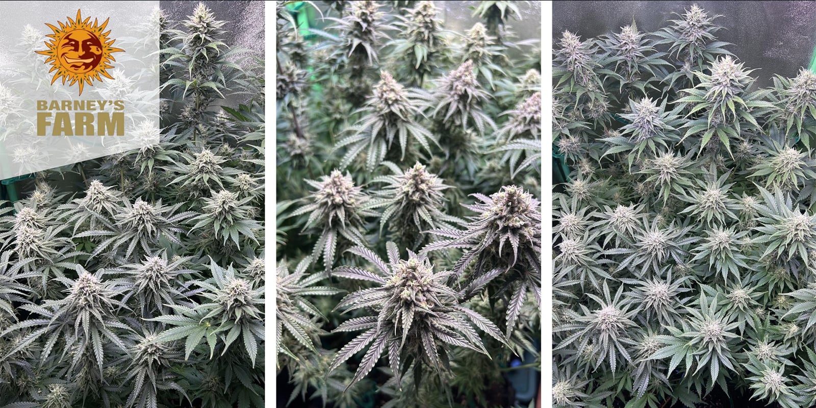 Critical Kush (Barney's Farm) feminized