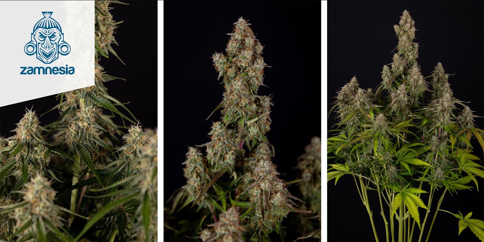 Wurlz F1 Autoflower (Zamnesia Seeds) feminized