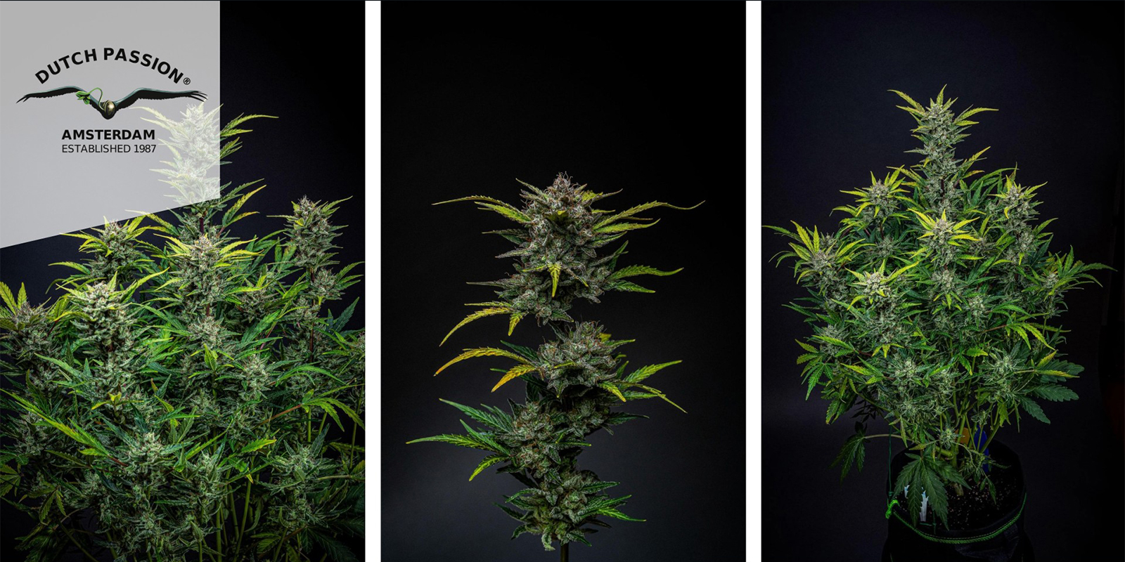 Auto Blueberry (Dutch Passion) feminized Auto Blueberry (Dutch Passion) feminized