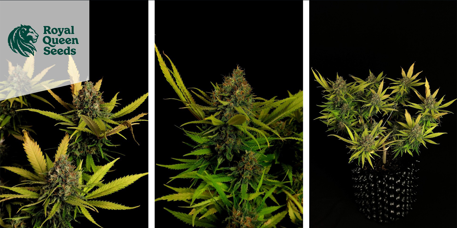 Critical (Royal Queen Seeds) feminized Critical (Royal Queen Seeds) feminized