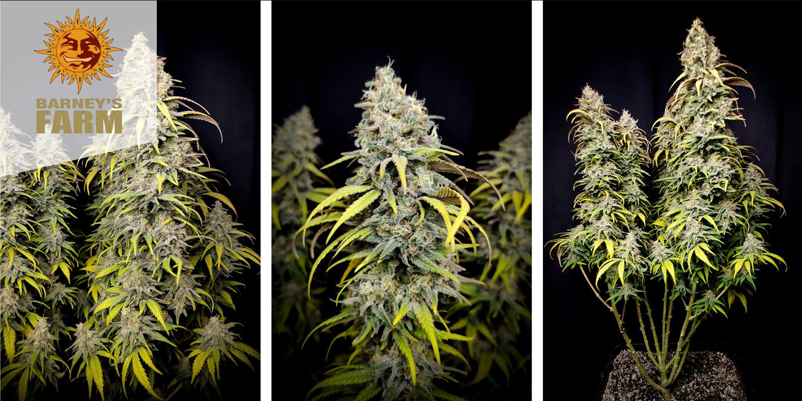 LSD (Barney’s Farm) feminized LSD (Barney’s Farm) feminized