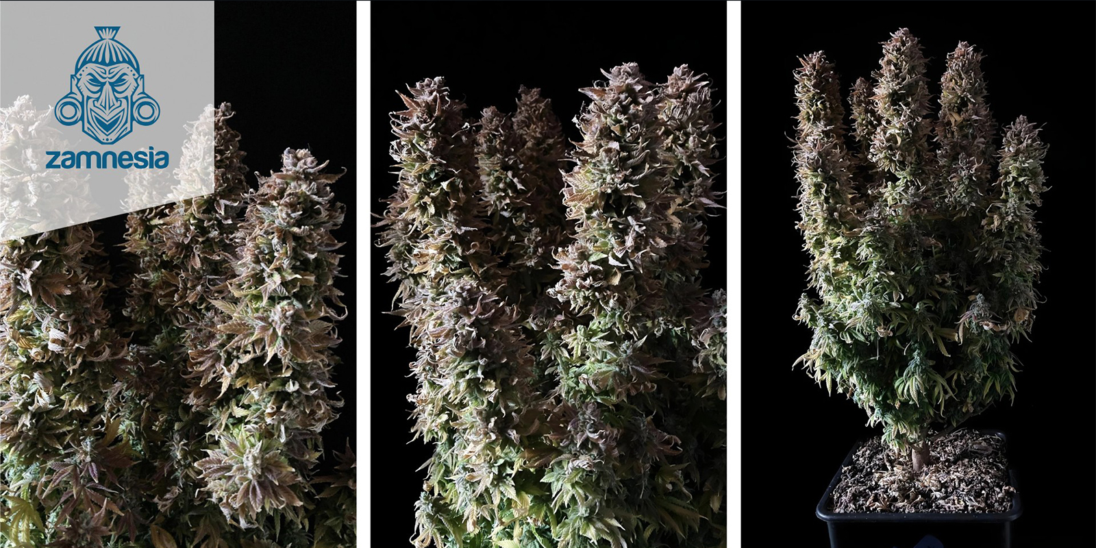 Panama Red (Zamnesia Seeds) feminized Panama Red (Zamnesia Seeds) feminized