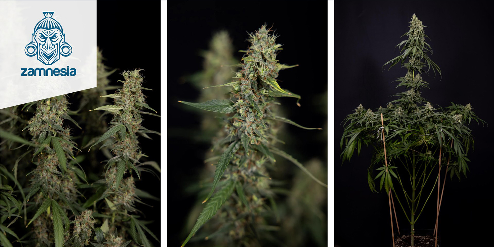 Tropicana Cookies (Zamnesia Seeds) feminized Tropicana Cookies (Zamnesia Seeds) feminized