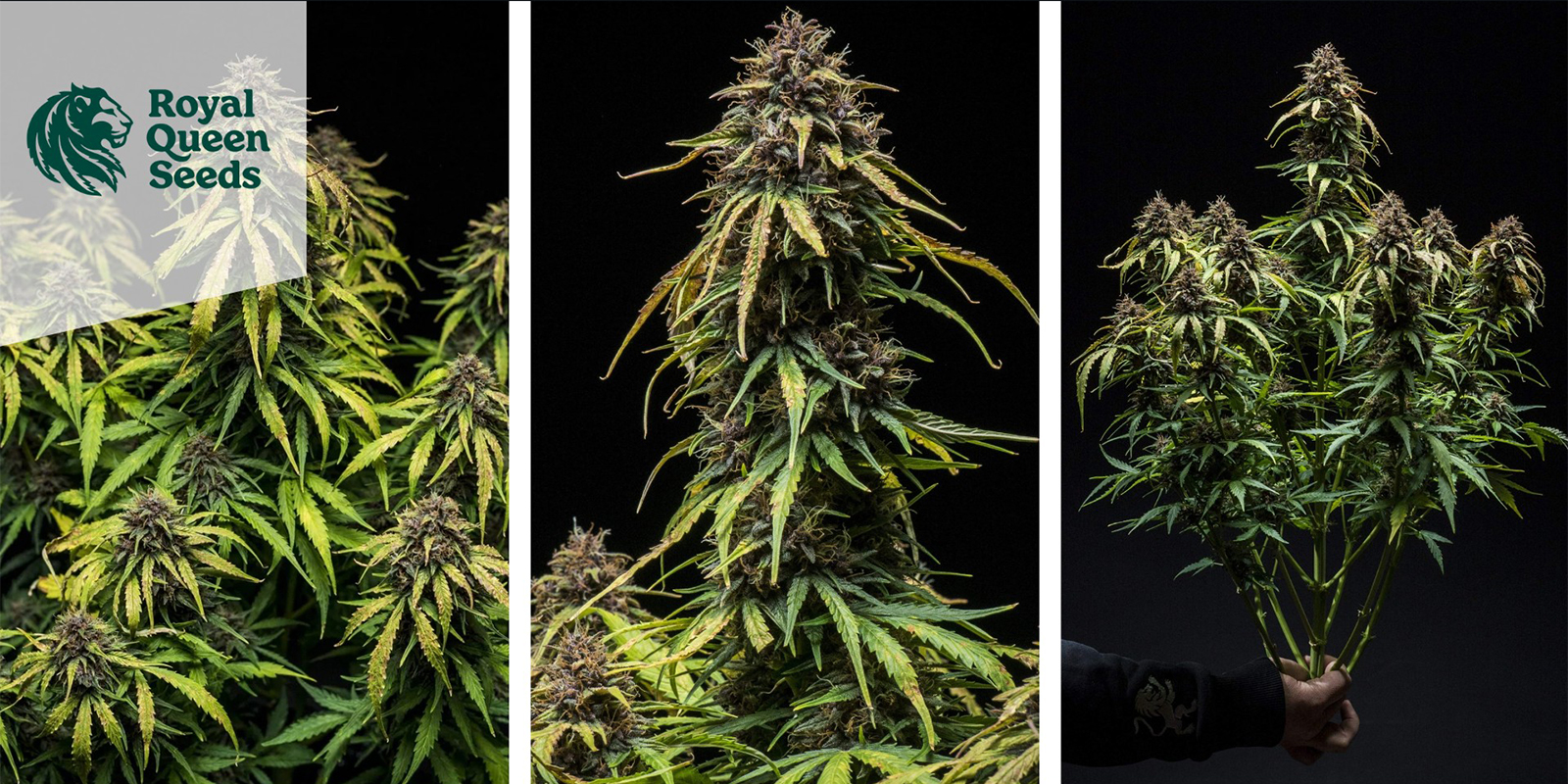 Watermelon autoflower (Royal Queen Seeds) Watermelon autoflower (Royal Queen Seeds)