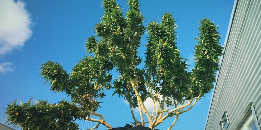 Best High-CBD Strains for Outdoor Growing