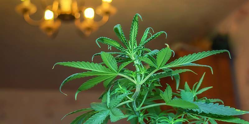 Best High-CBD Strains For Indoor Growing