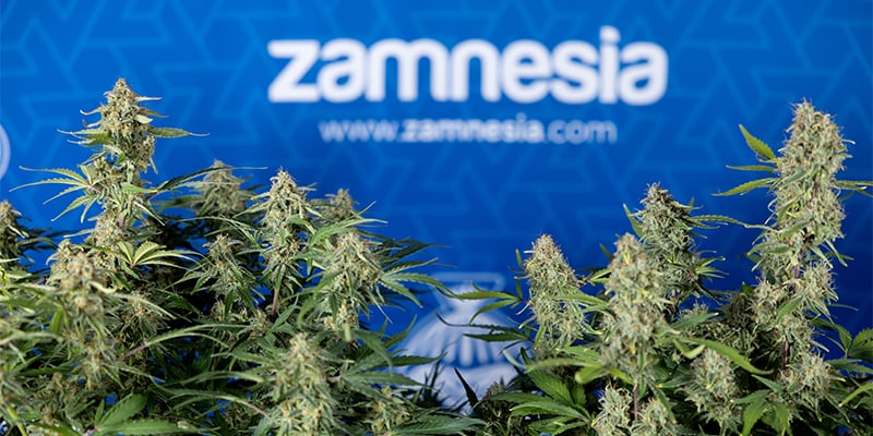Green Cure CBD F1 automatic