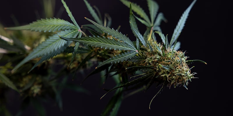 Cosmos F1 CBD