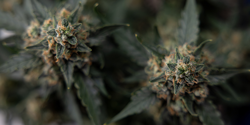 Honey Peach Auto CBD
