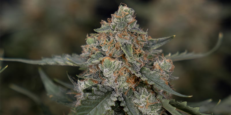 Sir Jack Auto Pure CBD