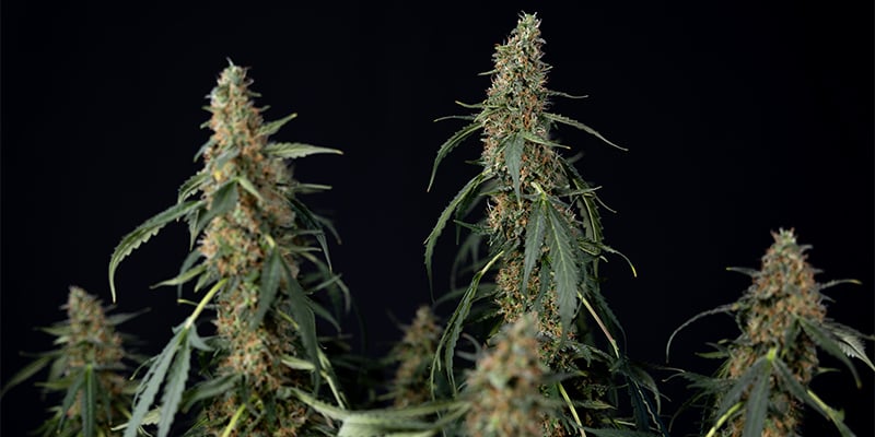 CBD ACDC