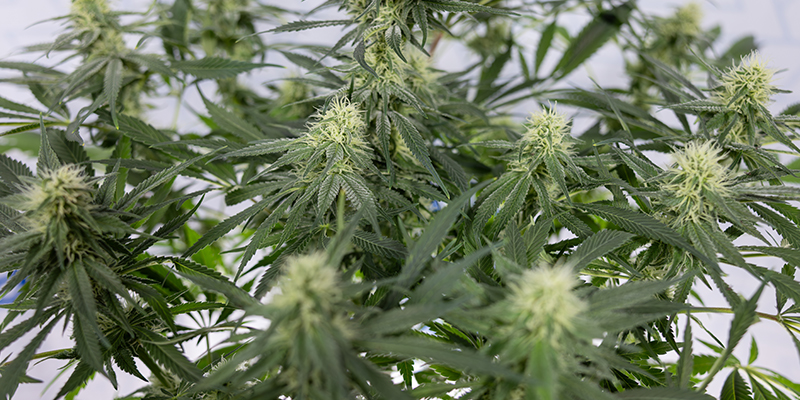 CBD Fix Auto