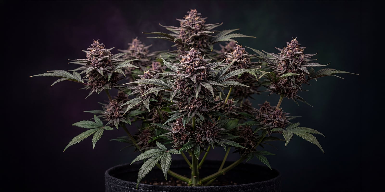 CBD Auto Blackberry Kush